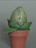 Audrey II Seedling