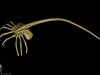 Alien Facehugger